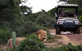 Addo Elephant Safari Lodge - Bellevue Forest Reserve